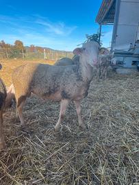 Montoni Lacoune 4R - ottim genealogia