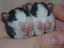 Immagine 6