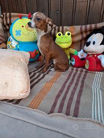 Incrocio tra pincher e chihuahua toy