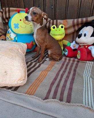 Incrocio tra pincher e chihuahua toy