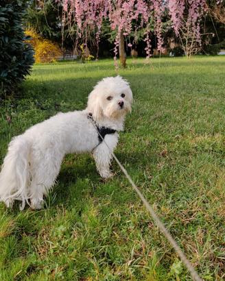 Fidanzata per il mio Theo