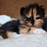 Cuccioli Maine Coon con Pedigree