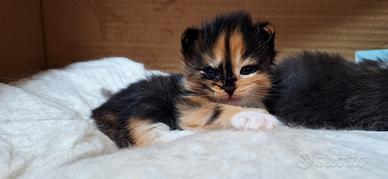 Cuccioli Maine Coon con Pedigree