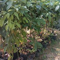 Piante di Avocado Pinkerton di 3 anni 150 cm