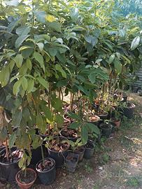 Piante di Avocado Pinkerton di 3 anni 150 cm