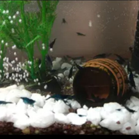 Caridine blu Dreams 3 euro l una