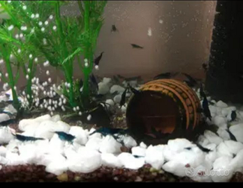 Caridine blu Dreams 3 euro l una