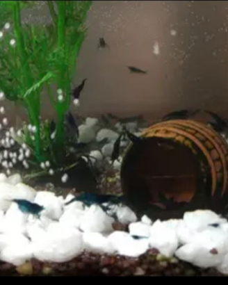 Caridine blu Dreams 3 euro l una