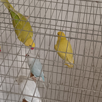 Pappagalli parrocchetti dal collare