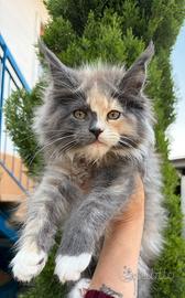 Cucciola Maine coon