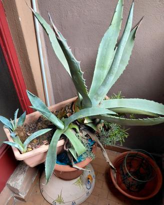 pianta Agave