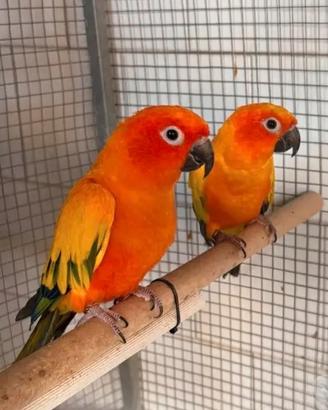 Coppia conuri del sole riproduttori