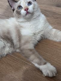 Gattina Ragdoll