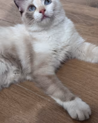 Gattina Ragdoll
