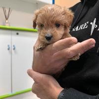 Maltipoo Albicocca mini toy maltese barboncino