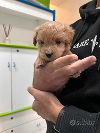 Maltipoo Albicocca mini toy maltese barboncino