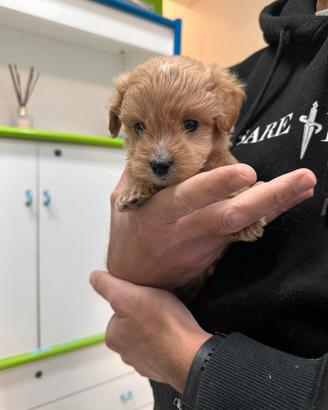 Maltipoo Albicocca mini toy maltese barboncino