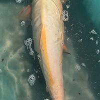 Carpa koi bianca doitsu