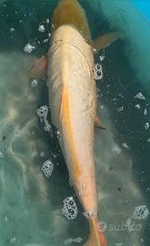 Carpa koi bianca doitsu