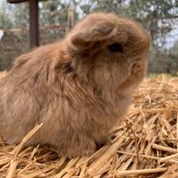 Coniglio nano minilop agouti