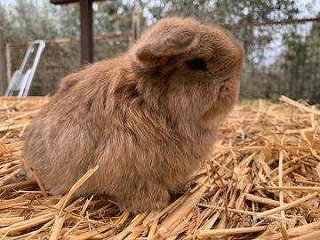 Coniglio nano minilop agouti