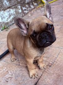 Bulldog francese