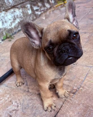 Bulldog francese