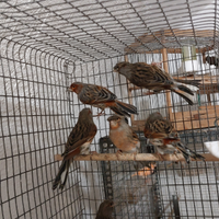 Disponibili maschi di arlecchino portoghese