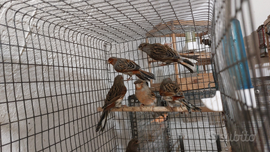 Disponibili maschi di arlecchino portoghese