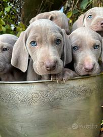 Cuccioli puri Weimaraner