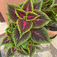 Coleus Pianta