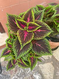 Coleus Pianta