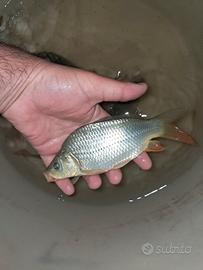 Carpe regina + carpa specchio per laghetto