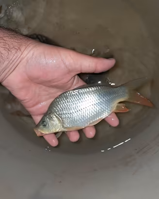 Carpe regina + carpa specchio per laghetto
