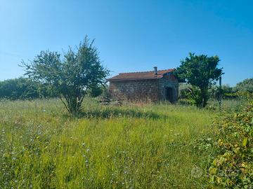 Genzano: Terreno 7.860mq con Rustico 25mq, Ulivi