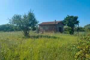 Genzano: Terreno 7.860mq con Rustico 25mq, Ulivi