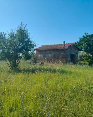 Genzano: Terreno 7.860mq con Rustico 25mq, Ulivi