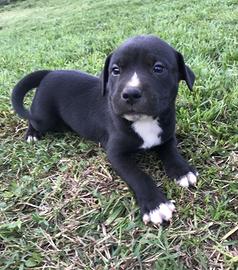 Cuccioli Labrador/pastore tedesco