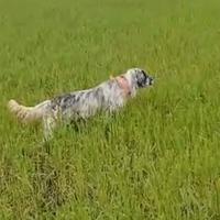 Setter inglese