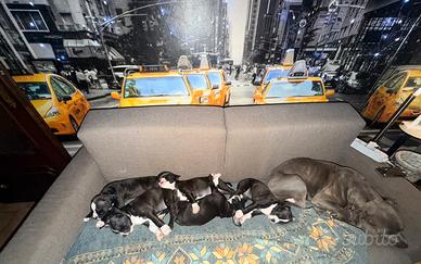 Cuccioli American Staffordshire Terrier