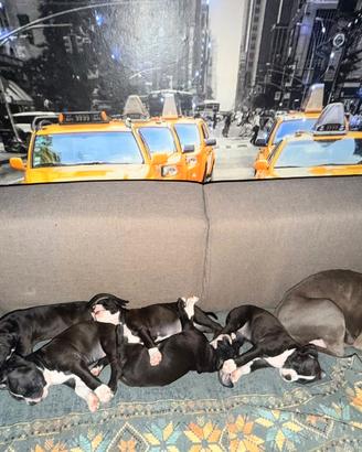 Cuccioli American Staffordshire Terrier
