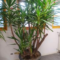Pianta Yucca 