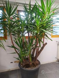 Pianta Yucca 