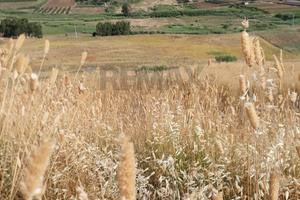 Terreno - Calatafimi-Segesta