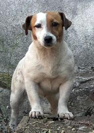Femmina jack russell