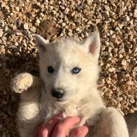Cuccioli di Husky siberiano