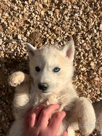 Cuccioli di Husky siberiano