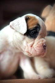Cuccioli di Boxer
