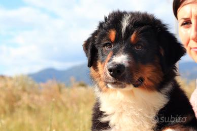 Australian sheperd