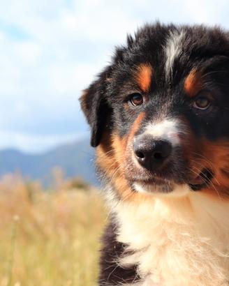 Australian sheperd